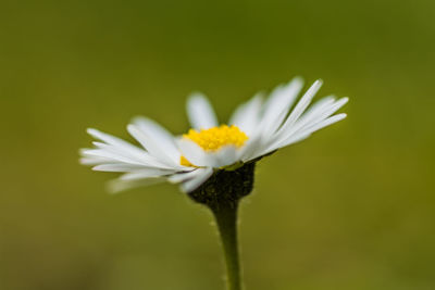 Close-up of white daisy flower