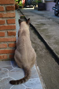 Cat sitting outdoors