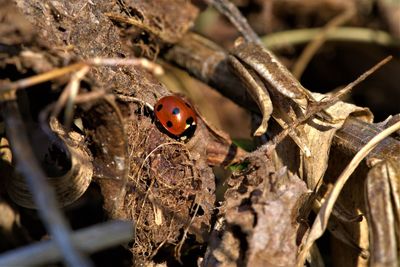 Close-up of ladybug on plant