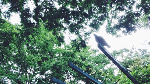 Low angle view of birds perching on tree