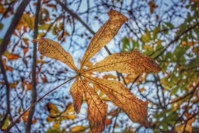 Low angle view of autumn tree