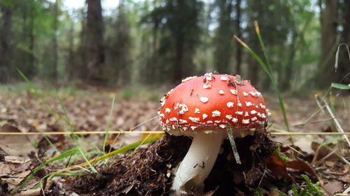 Close-up of fly agaric mushroom on field