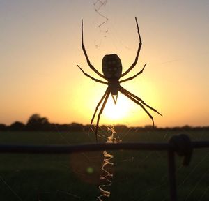 Close-up of spider web