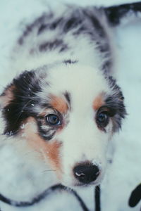 Close-up portrait of dog