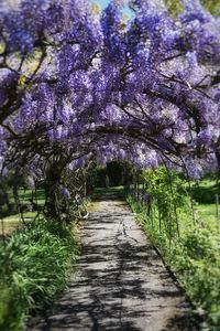 View of blooming tree