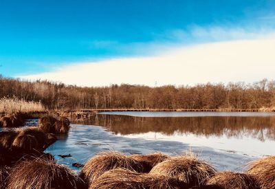 Scenic view of lake in forest against sky