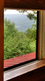 Trees seen through window