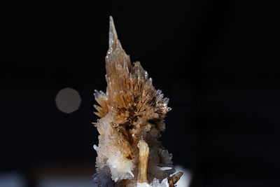 Close-up of plant against black background