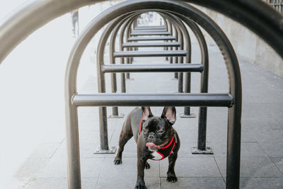 Portrait of a dog on landscape