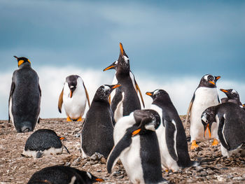 View of birds on beach