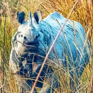 Close-up of horse in grass