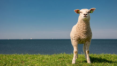 Sheep standing on field