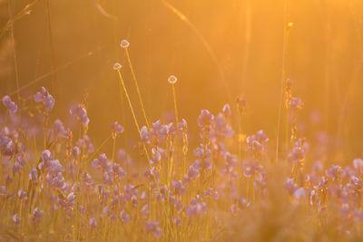 Close-up of flowering plants on field