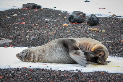 View of an animal resting on land