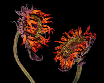 Close-up of red flowers against black background