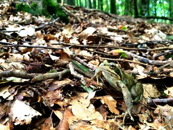 Close-up of lizard in forest