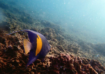 sea
