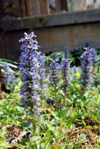 Close-up of purple flowers blooming outdoors