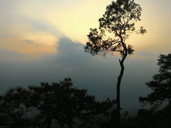 Low angle view of silhouette trees in forest against sky