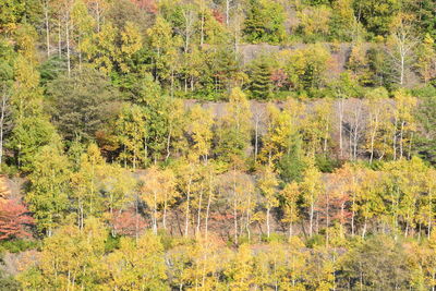 Trees growing in field