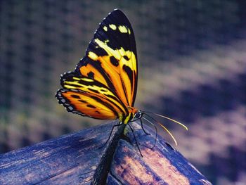 Close-up of butterfly on wood