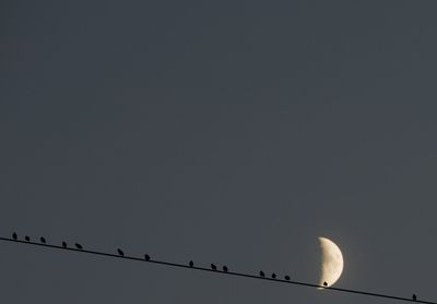 Low angle view of birds perching on cable against sky