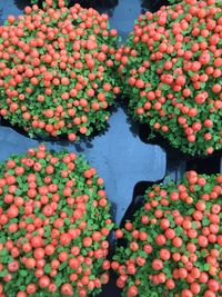 High angle view of flowering plants