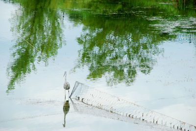 High angle view of bird on lake