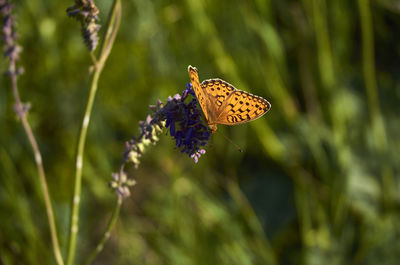 Close-up of butterfly pollinating on purple flower