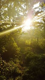 sunlight