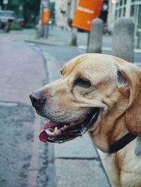 Close-up of a dog looking away