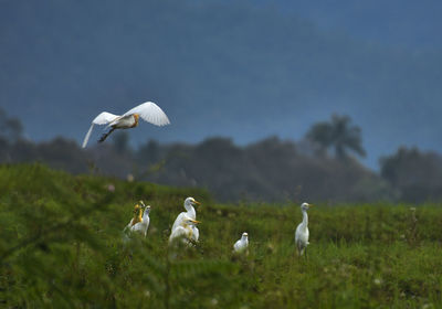 Flock of birds flying over the field