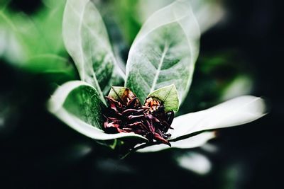 Close-up of insect on flower