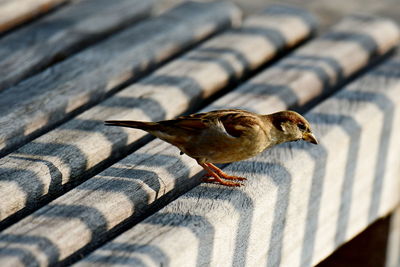 Close-up of bird perching on roof