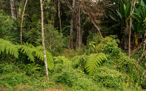 Scenic view of forest