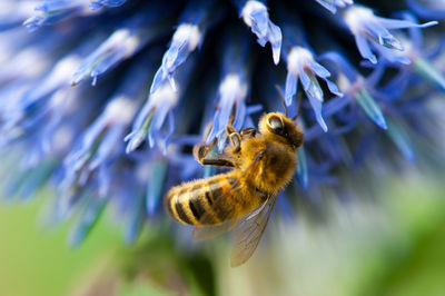 Bee on a blue flower close up macrophotography
