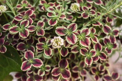 Close-up of purple flowering plant