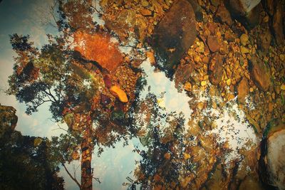 Reflection of trees in water