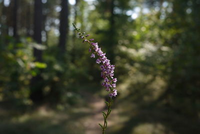 Close-up of purple flowering plant