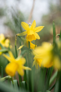 Close-up of yellow flowering plant