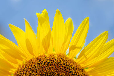 Close-up of sunflower