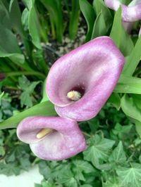 Close-up of pink flowers