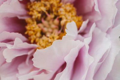 Close-up of pink peony flower