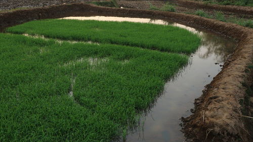 High angle view of stream amidst field