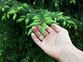 Cropped hand of woman touching plants