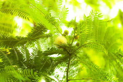 Low angle view of palm tree leaves