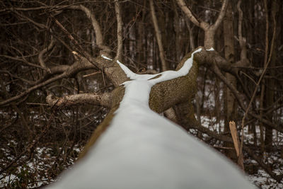 Snow covered trees in forest