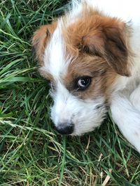 High angle portrait of a dog on field