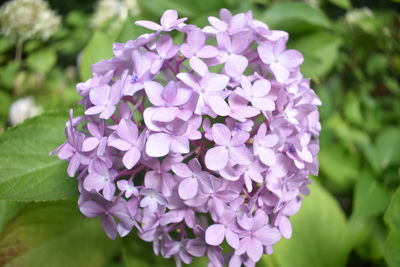 Close-up of purple flowering plant
