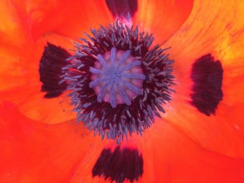 Close-up of flower against the sky